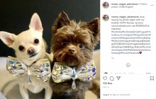 【海外発！Breaking News】犬のブランド服代に270万円、炭酸水とステーキを毎日与える飼い主（英）