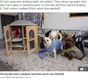 約270万円をかけた衣装（画像は『The Sun　2020年6月14日付「BARKING MAD? Woman spends ￡20,000 on designer clothes for her spoilt chihuahuas who ONLY drink sparkling water ＆ eat steak every day」（Credit: SWNS:South West News Service）』のスクリーンショット）