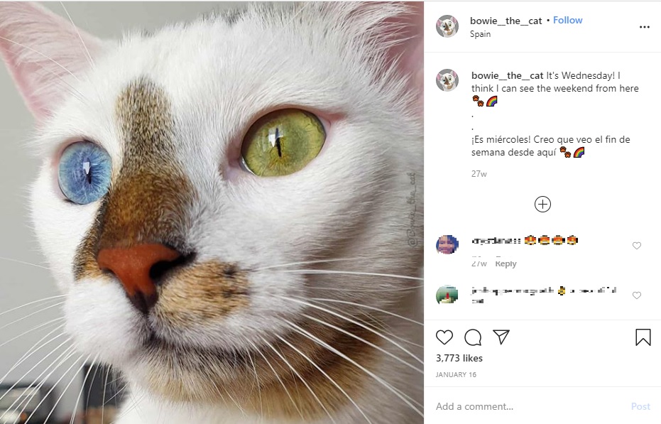 青と緑の瞳を持つオッドアイの猫（画像は『Bowie The Cat　2020年1月16日付Instagram「It’s Wednesday!」』のスクリーンショット）