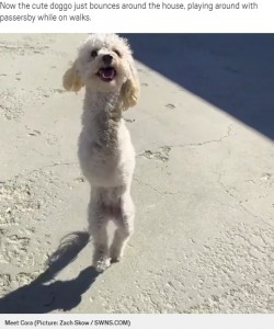 後ろ足だけで器用に跳ねるコーラ（画像は『Metro　2020年7月22日付「Adorable poodle who was abandoned with broken legs now hops around like a kangaroo」（Picture: Zach Skow / SWNS.COM）』のスクリーンショット）