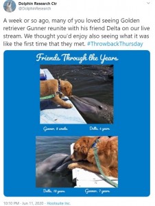 6年を経た今も変わらない友情（画像は『Dolphin Research Ctr　2020年6月11日付Twitter「A week or so ago, many of you loved seeing Golden retriever Gunner reunite with his friend Delta on our live stream.」』のスクリーンショット）
