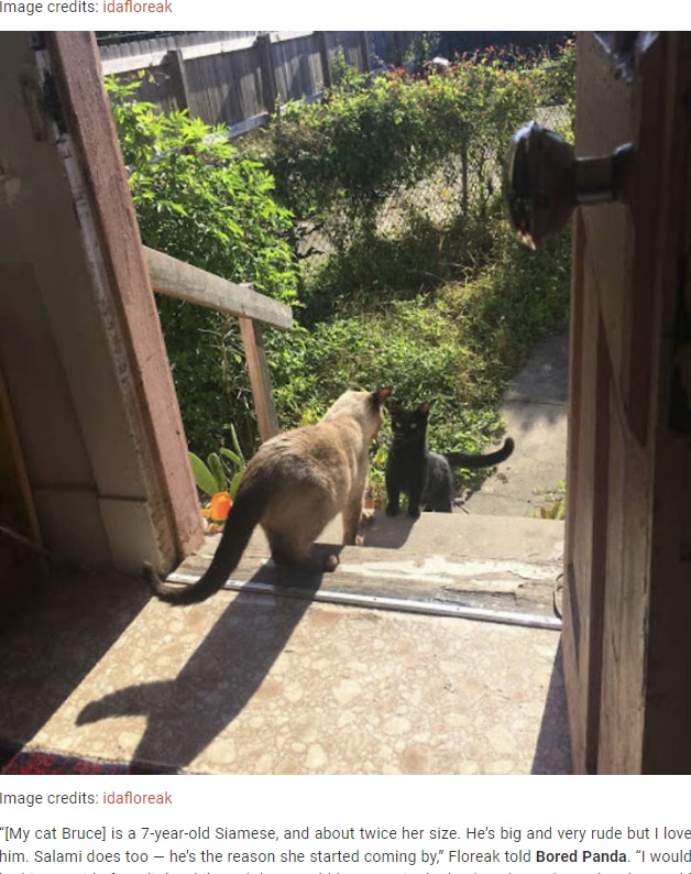 アイダさんが飼っているブルースと野良猫のサラミ（画像は『Bored Panda　2020年7月21日付「Stray Cat ‘Asks’ Woman To Let Her Inside So She Can Have Her Babies」（Image credits: idafloreak）』のスクリーンショット）