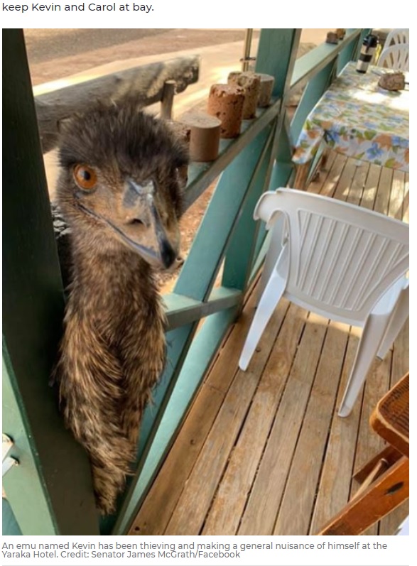 店の外から顔をのぞかせるエミュー（画像は『7NEWS.com.au　2020年7月28日付「Big bird Kevin banned over bad behaviour at Queensland pub」（Credit: Senator James McGrath/Facebook）』のスクリーンショット）