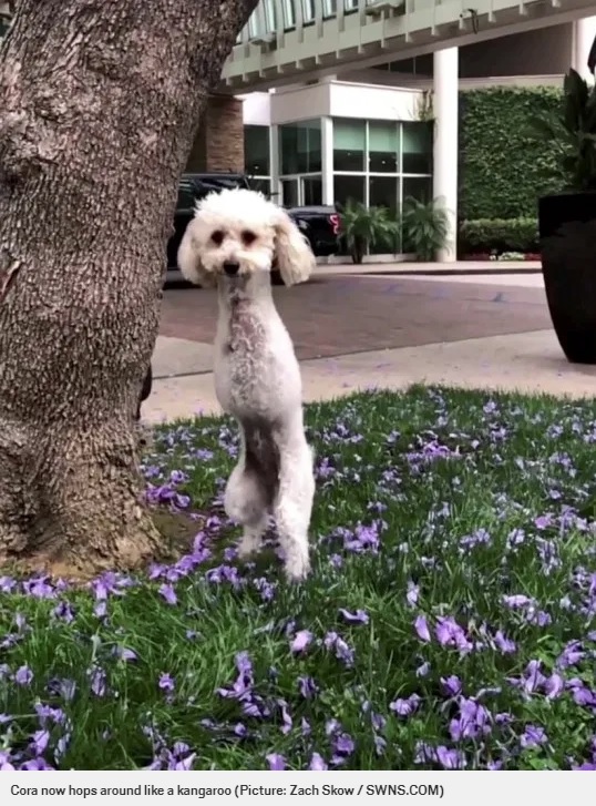 カンガルーのように後ろ足で跳ねるコーラ（画像は『Metro　2020年7月22日付「Adorable poodle who was abandoned with broken legs now hops around like a kangaroo」（Picture: Zach Skow / SWNS.COM）』のスクリーンショット）