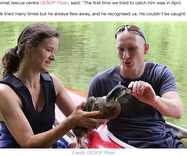 カヤックで追いこんで捕獲（画像は『LADbible　2020年7月15日付「Duck Rescued Three Months After It Was Shot Through The Head With Arrow」（Credit: Desop Plzen）』のスクリーンショット）