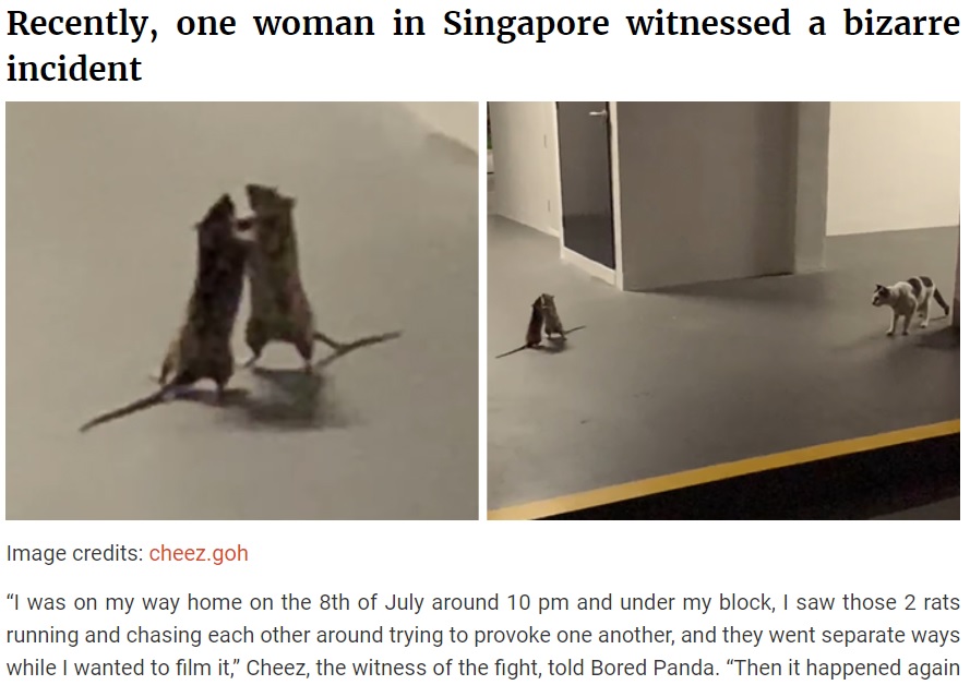 喧嘩する2匹のネズミとじっと見つめる猫（画像は『Bored Panda　2020年7月15日付「Woman Captures Hilarious Video Of A Cat Watching Two Rats Fight」（Image credits: cheez.goh）』のスクリーンショット）