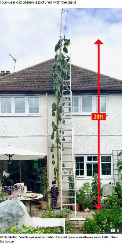 6メートルを超えたヒマワリ（画像は『The Sun　2020年7月29日付「PLANT HIGHER Boy, 4, who asked for sunflower ‘as tall as the house’ stunned when dad grew 20ft one that towers over the roof」』のスクリーンショット）