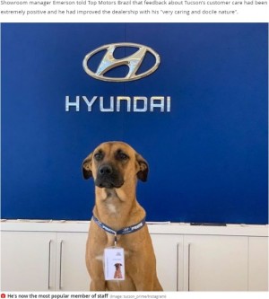 【海外発！Breaking News】自動車販売店に通い続けた野良犬、店舗に採用され見事に昇進も！（ブラジル）