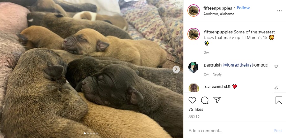 寄り添って眠る子犬たち（画像は『Lil Mama ＋ 15　2020年7月30日付Instagram「Some of the sweetest faces that make up Lil Mama’s 15」』のスクリーンショット）