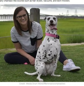 飼い主と一緒のエマ・ルー（画像は『LADbible　2020年7月31日付「Two Legged Pooch Finds Loving Home After Being Saved From Dog Meat Slaughterhouse」（Credit: Media Drum World/＠emmarooonlyhastwo）』のスクリーンショット）