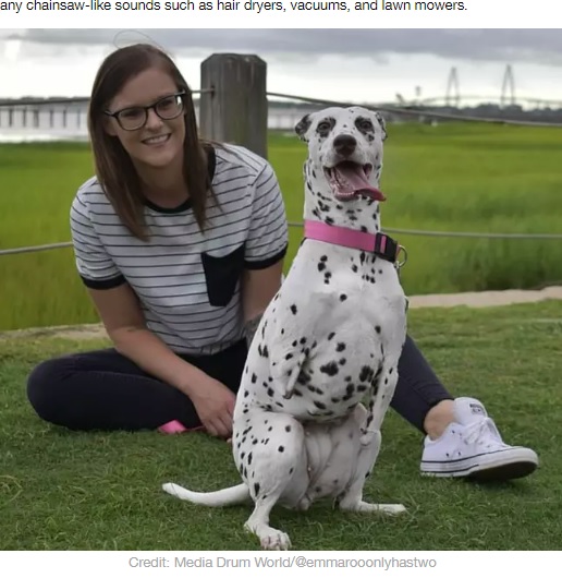 飼い主と一緒のエマ・ルー（画像は『LADbible　2020年7月31日付「Two Legged Pooch Finds Loving Home After Being Saved From Dog Meat Slaughterhouse」（Credit: Media Drum World/＠emmarooonlyhastwo）』のスクリーンショット）