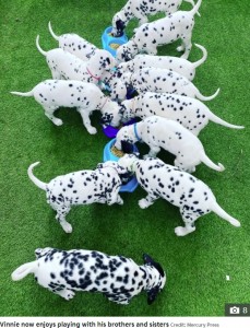 餌を食べる子犬たち（画像は『The Sun　2020年8月28日付「SPOTTY AND SWEET Dalmatian pups cuddle up for a nap after their mum spent 15 hours in labour」（Credit: Mercury Press）』のスクリーンショット）