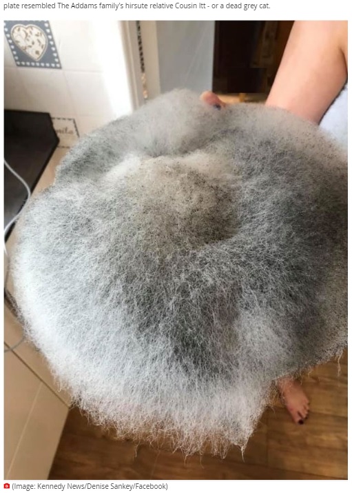 フワフワに育ってしまったカビ（画像は『Mirror　2020年8月13日付「Mum tries to flog daughter after finding food leftovers had grown into fur ball」（Image: Kennedy News/Denise Sankey/Facebook）』のスクリーンショット）