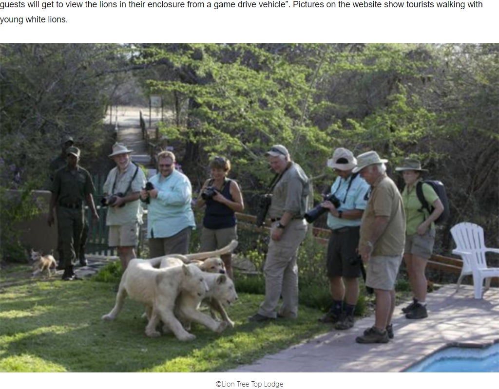 ロッジのゲストがライオンのすぐ近くでカメラを構える様子（画像は『Africa Geographic　2017年1月18日付「White lions kill man」（（C）Lion Tree Top Lodge）』のスクリーンショット）