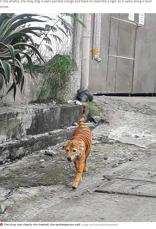 いったい誰が犬を染めたのか？（画像は『Mirror　2020年8月31日付「Stray dog painted to look like a tiger leaving animal rights group horrified」（Image: ＠animalmalaysia/Newsflash）』のスクリーンショット）