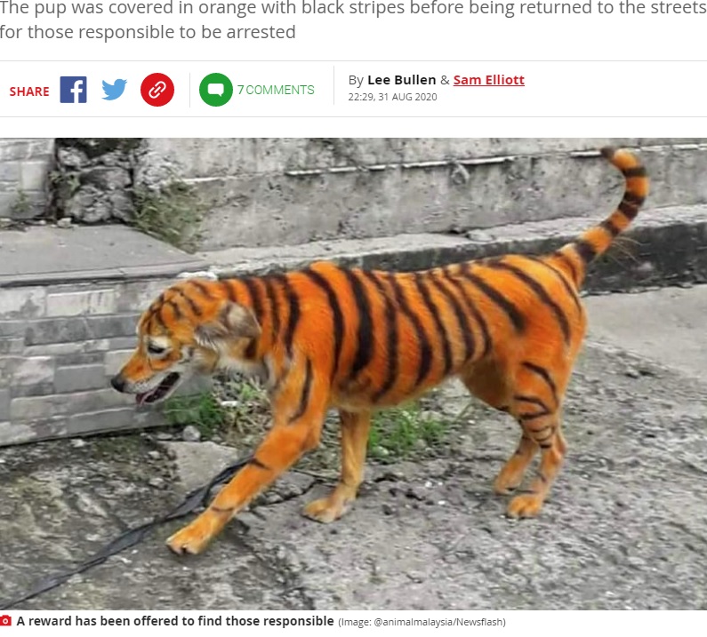 何者かに染められてしまった犬（画像は『Mirror　2020年8月31日付「Stray dog painted to look like a tiger leaving animal rights group horrified」（Image: ＠animalmalaysia/Newsflash）』のスクリーンショット）