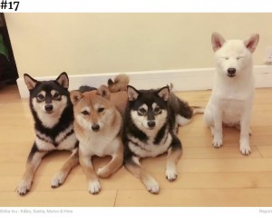 幼い頃からヒナは反抗？（画像は『Bored Panda　2020年9月10日付「‘We All Have This Friend’: Shiba Inu Goes Viral For Constantly Ruining Group Pics」（Shiba Inu - Kikko, Sasha, Momo ＆ Hina）』のスクリーンショット）