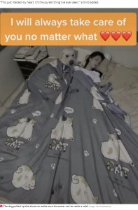 飼い主に布団を被せているラブラドール・レトリバー（画像は『Daily Star　2020年9月14日付「Dog camera captures moment Labrador lifts duvet over owner as she falls asleep」（Image: TikTok/kkkkkkiwi）』のスクリーンショット）