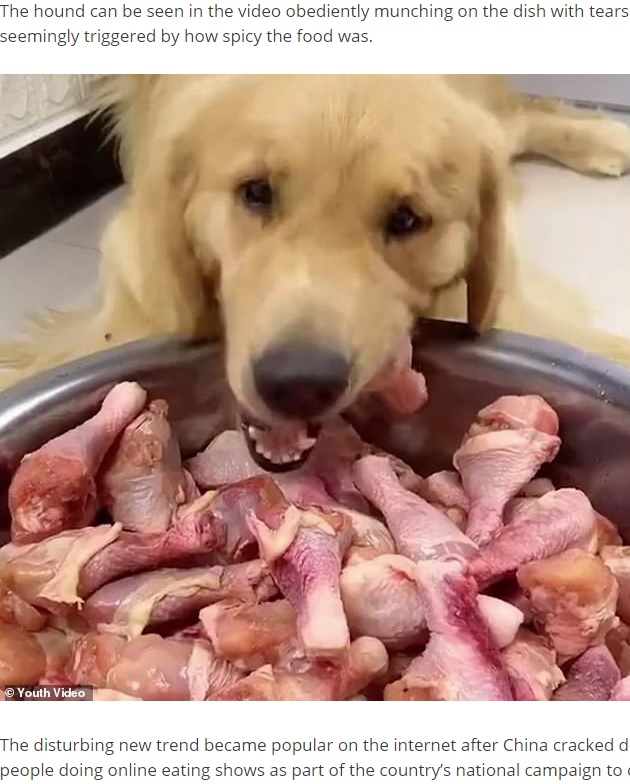 生の手羽元を大量に与えられる犬（画像は『ReadSector　2020年9月17日付「German shepherd ‘cries’ after being forced by its Chinese owner to eat chillies」』のスクリーンショット）