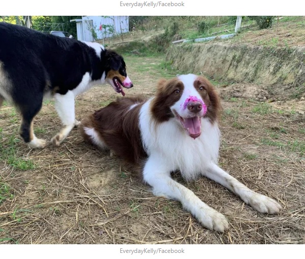 嬉しそうな犬たち（画像は『9GAG  2020年9月4日付「Dogs Went Harvesting With Owner, Couldn’t Resist The Fruit’s Calling」（EverydayKelly/Facebook）』のスクリーンショット）