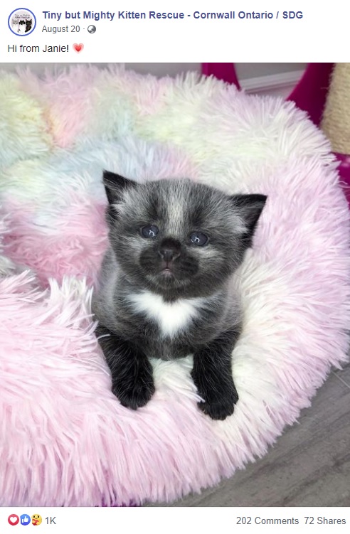 動物シェルターで保護された子猫（画像は『Tiny but Mighty Kitten Rescue - Cornwall Ontario / SDG　2020年8月20日付Facebook「Hi from Janie!」』のスクリーンショット）