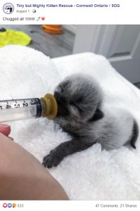 シリンジでミルクを飲んでいた頃（画像は『Tiny but Mighty Kitten Rescue - Cornwall Ontario / SDG　2020年8月1日付Facebook「Chugged all 10ml!」』のスクリーンショット）