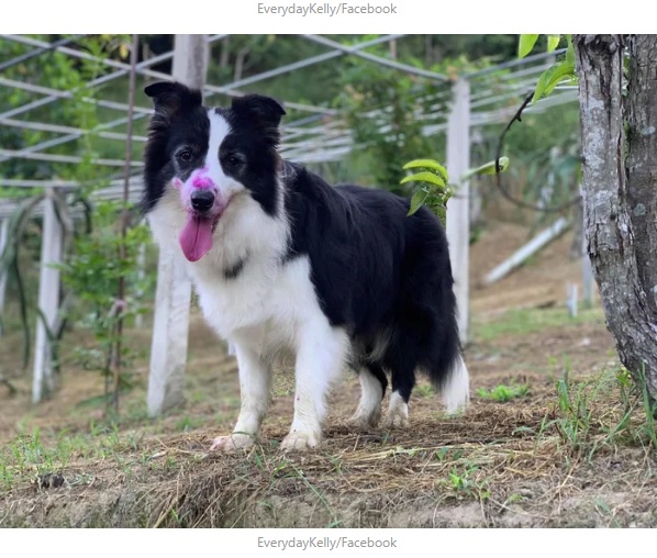 口の周りが赤く染まった犬（画像は『9GAG  2020年9月4日付「Dogs Went Harvesting With Owner, Couldn’t Resist The Fruit’s Calling」（EverydayKelly/Facebook）』のスクリーンショット）