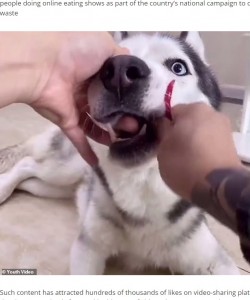 赤唐辛子を丸ごと押し込まれる犬（画像は『ReadSector　2020年9月17日付「German shepherd ‘cries’ after being forced by its Chinese owner to eat chillies」』のスクリーンショット）