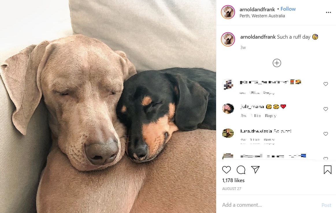 仲良しの2頭（画像は『arnoldandfrank　2020年8月27日付Instagram「Such a ruff day」』のスクリーンショット）