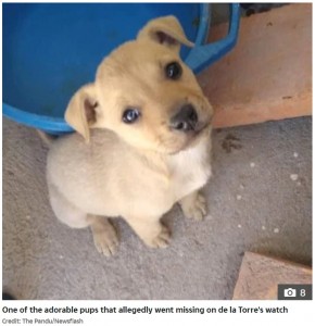 ヘビの餌にされてしまったと見られる子犬（画像は『The Sun 2020年9月25日付「SNAKES ALIVE Snake farm owner ‘pretended to adopt adorable puppies before FEEDING THEM to his ravenous serpents’」（Credit: The Pandu/Newsflash）』のスクリーンショット）