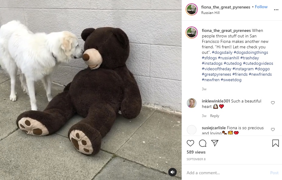 何にでも興味津々のフィオナ（画像は『Fiona The Great Pyrenees　2020年9月8日付Instagram「When people throw stuff out in San Francisco Fiona makes another new friend.」』のスクリーンショット）