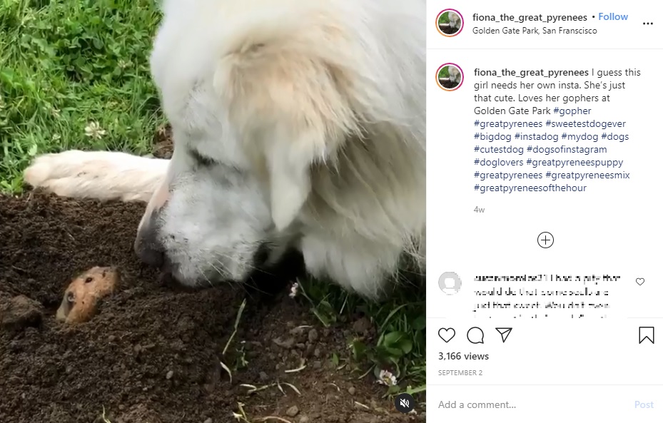 ホリネズミに顔を近づけるフィオナ（画像は『Fiona The Great Pyrenees　2020年9月2日付Instagram「I guess this girl needs her own insta.」』のスクリーンショット）