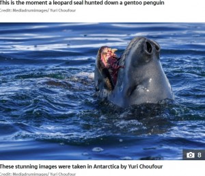 ペンギンを食べるヒョウアザラシ（画像は『The Sun　2020年10月15日付「RAW NATURE Penguin brutally beheaded in a bloody attack by a leopard seal in incredible nature pictures」（Credit: Mediadrumimages/ Yuri Choufour）』のスクリーンショット）