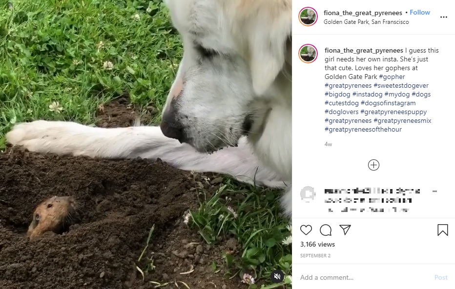 ホリネズミをじっと見つめる犬（画像は『Fiona The Great Pyrenees　2020年9月2日付Instagram「I guess this girl needs her own insta.」』のスクリーンショット）