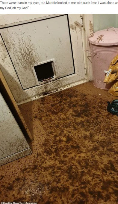 マディーが抜け出した猫用の扉（画像は『WhatsNew2Day　2020年10月7日付「Mucky puppy! The pet owner finds her ENTIRE kitchen covered in muddy paw prints」（＠Deadline News/Kerry Templeton）』のスクリーンショット）