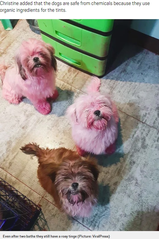 2回洗ってもこの通り（画像は『Metro　2020年10月3日付「Naughty puppies that got into owner’s makeup bag turned totally pink」（Picture: ViralPress）』のスクリーンショット）