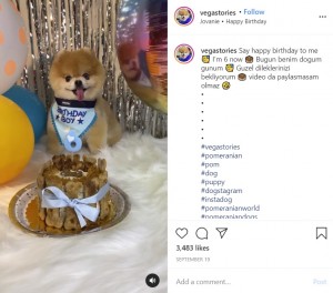 9月に6歳になったヴェガス（画像は『Vegas The Pomeranian　2020年9月19日付Instagram「Say happy birthday to me」』のスクリーンショット）