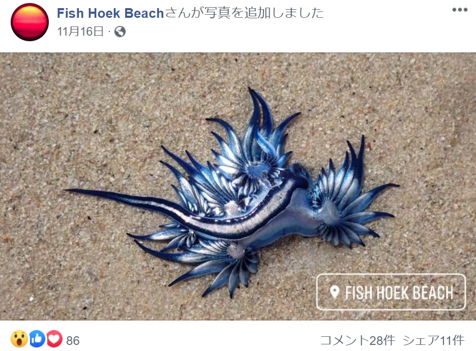 「ブルードラゴン」とも呼ばれるアオミノウミウシ（画像は『Fish Hoek Beach　2020年11月16日付Facebook「Unusual sea life on the beach today」』のスクリーンショット）