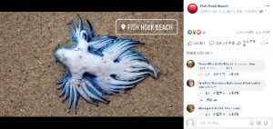 浜辺に打ち上げられたアオミノウミウシの白い腹部（画像は『Fish Hoek Beach　2020年11月16日付Facebook「Unusual sea life on the beach today」』のスクリーンショット）