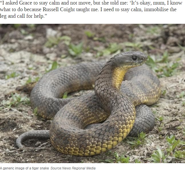 グレースちゃんを襲った猛毒のタイガースネーク（画像は『news.com.au　2020年11月10日付「Girl bitten by snake used Russell Coight’s handy tips」（Source:News Regional Media）』のスクリーンショット）