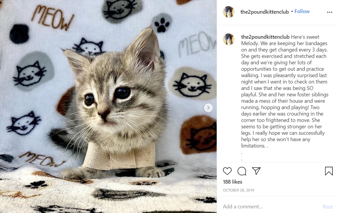 特別な包帯を足に付けて治療した子ネコ（画像は『Heather T　2019年10月26日付Instagram「Here’s sweet Melody.」』のスクリーンショット）