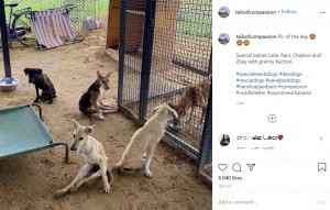障がいのある犬たちが多数を占める「ToC」（画像は『Tails of Compassion Trust　2020年7月23日付Instagram「Pic of the day」』のスクリーンショット）