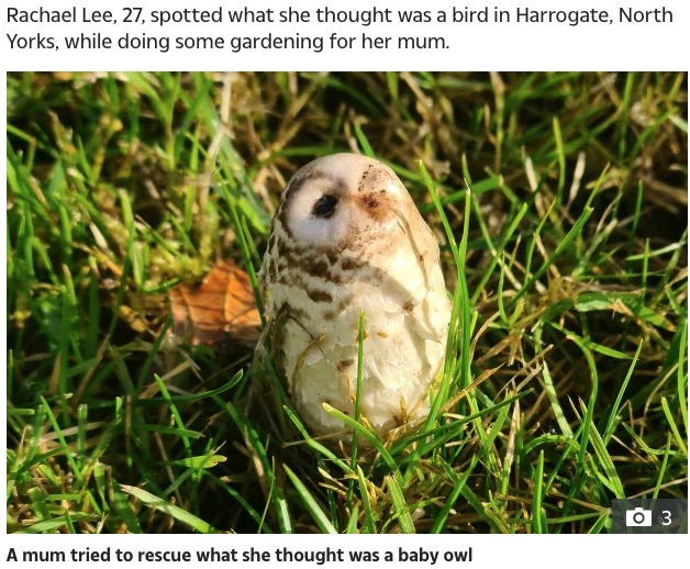 フクロウにそっくりのキノコ（画像は『The Sun　2020年11月20日付「HOOT HAVE THOUGHT IT Mum who tried to rescue baby owl stunned after it turned out to be… a mushroom」（Credit: SWNS:South West News Service）』のスクリーンショット）