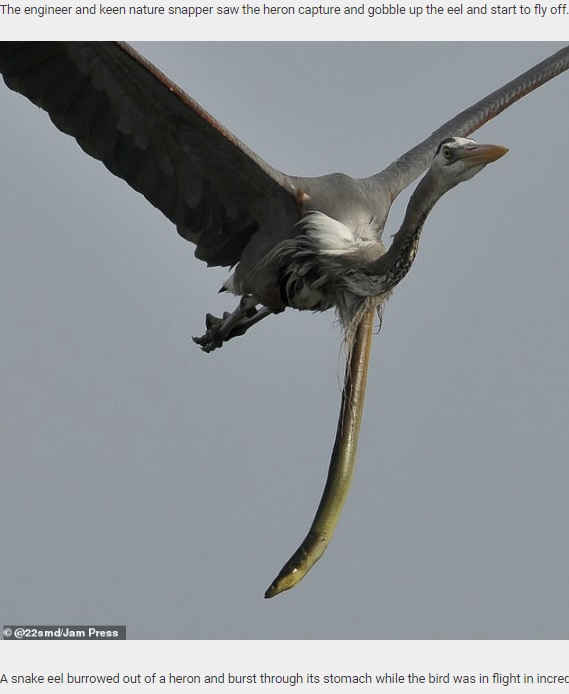 ウミヘビがサギの首元からぶらさがる（画像は『Daily Star Post　2020年11月5日付「Swallowed eel manages to burrow its way out of a heron’s throat mid-air to reclaim its freedom」（＠22smd/Jam Press）』のスクリーンショット）