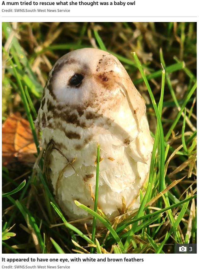 片目を閉じたフクロウのようなキノコ（画像は『The Sun 2020年11月20日付 「HOOT HAVE THOUGHT IT Mum who tried to rescue baby owl stunned after it turned out to be… a mushroom」（Credit: SWNS:South West News Service）』のスクリーンショット）