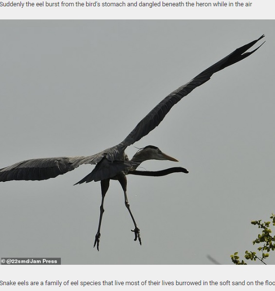 サギから突き出すウミヘビ（画像は『Daily Star Post　2020年11月5日付「Swallowed eel manages to burrow its way out of a heron’s throat mid-air to reclaim its freedom」（＠22smd/Jam Press）』のスクリーンショット）