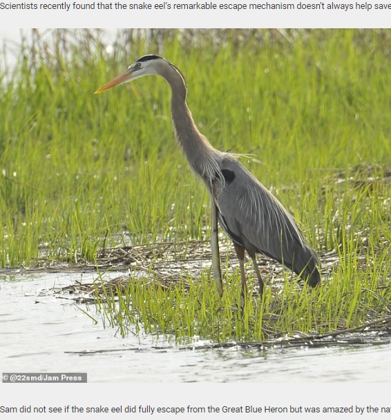 水辺での様子（画像は『Daily Star Post　2020年11月5日付「Swallowed eel manages to burrow its way out of a heron’s throat mid-air to reclaim its freedom」（＠22smd/Jam Press）』のスクリーンショット）