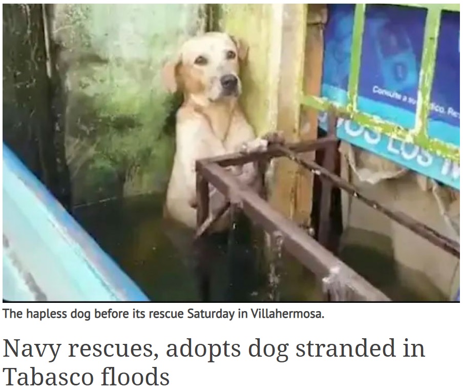 水の中で不安げに佇む犬（画像は『Mexico News Daily　2020年11月16日付「Navy rescues, adopts dog stranded in Tabasco floods」』のスクリーンショット）