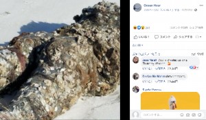 マネキンの表面にびっしりと張り付いたフジツボ（画像は『Ocean Hour　2020年11月17日付Facebook「Volunteer Kathleen was walking the intercoastal side in Perdido Key...」』のスクリーンショット）