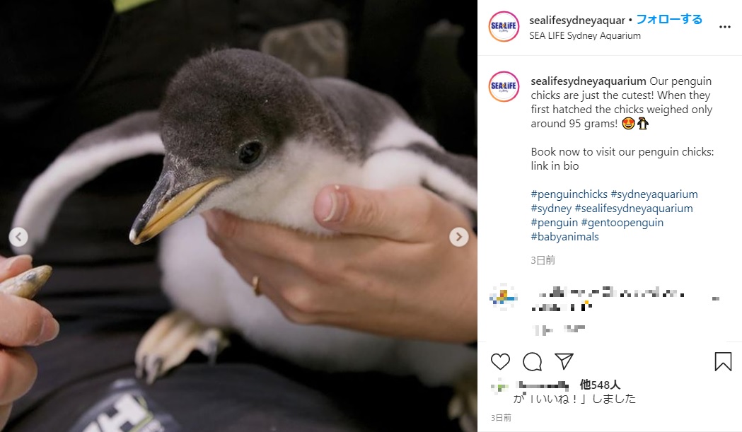 シー・ライフ・シドニー水族館に新たに加わったペンギンのヒナたち（画像は『SEA LIFE Sydney Aquarium　2020年11月23日付Instagram「Our penguin chicks are just the cutest!」』のスクリーンショット）